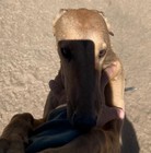 Pet Profile Image