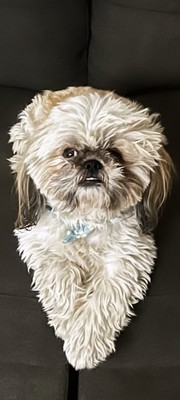 Pet Profile Image