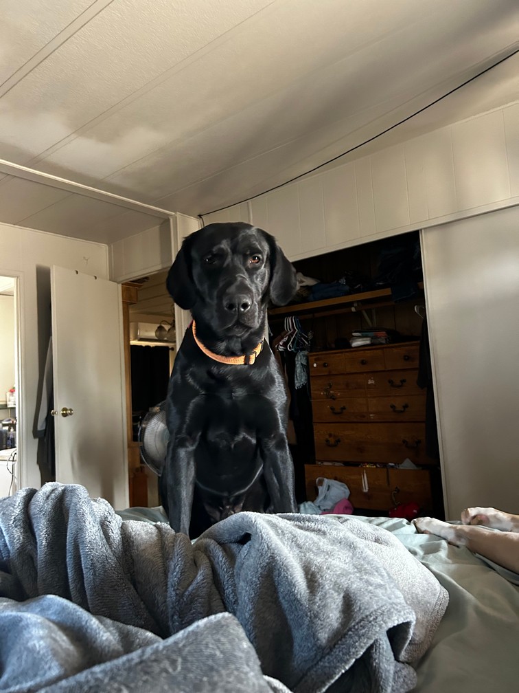 Pet Profile Image