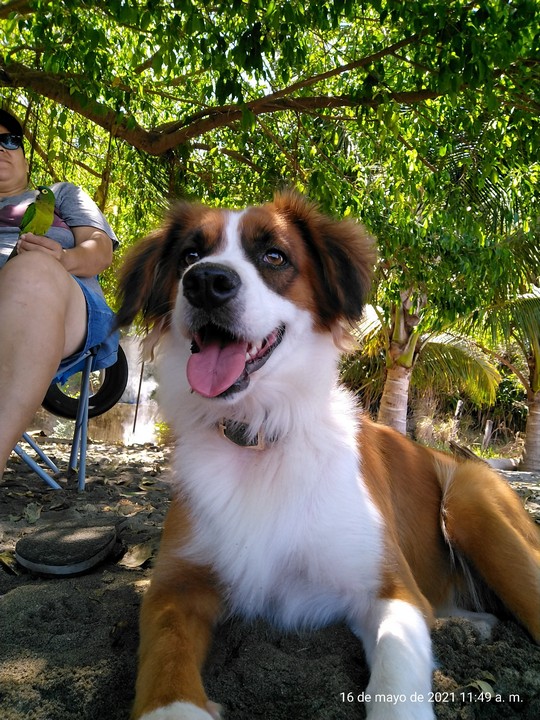 Pet Profile Image