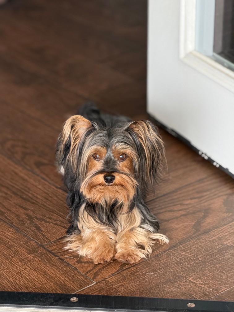 Pet Profile Image