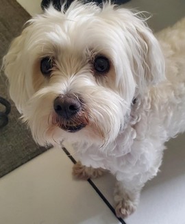 Pet Profile Image