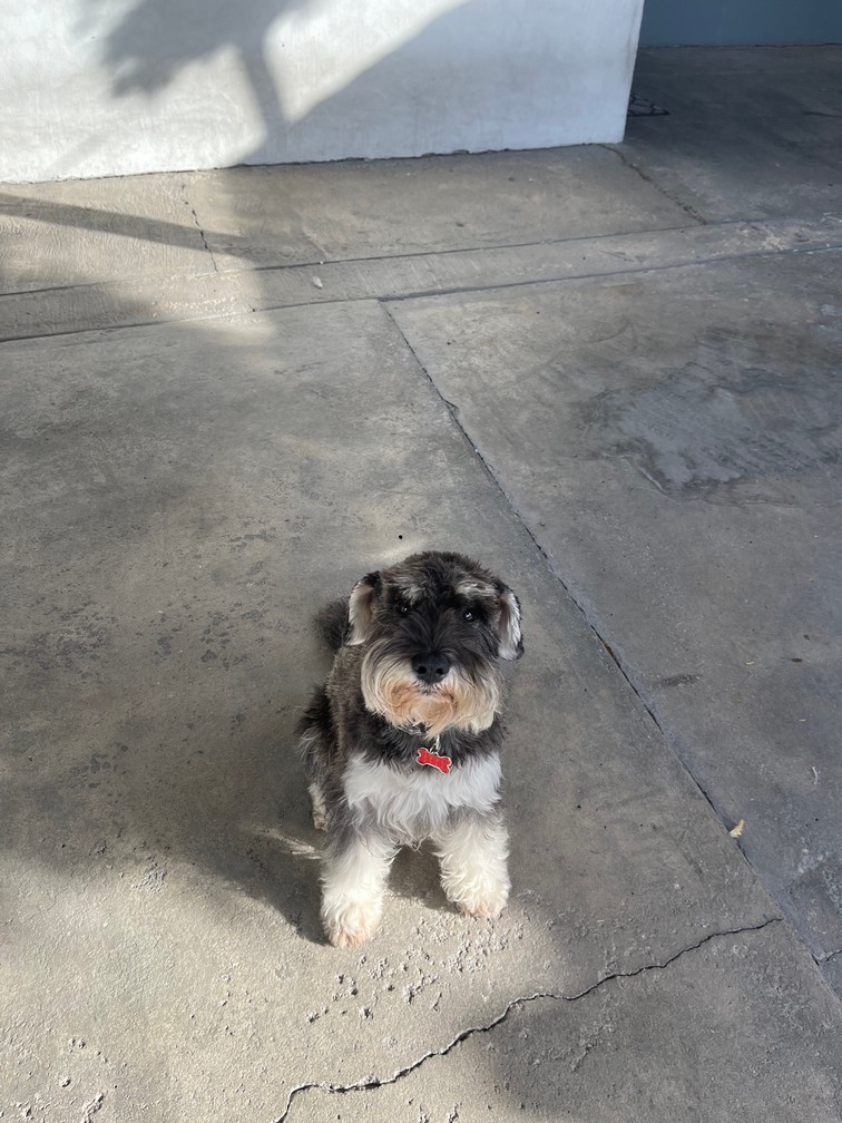 Pet Profile Image