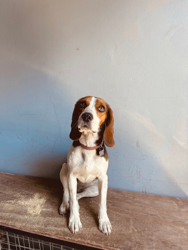 Pet Profile Image
