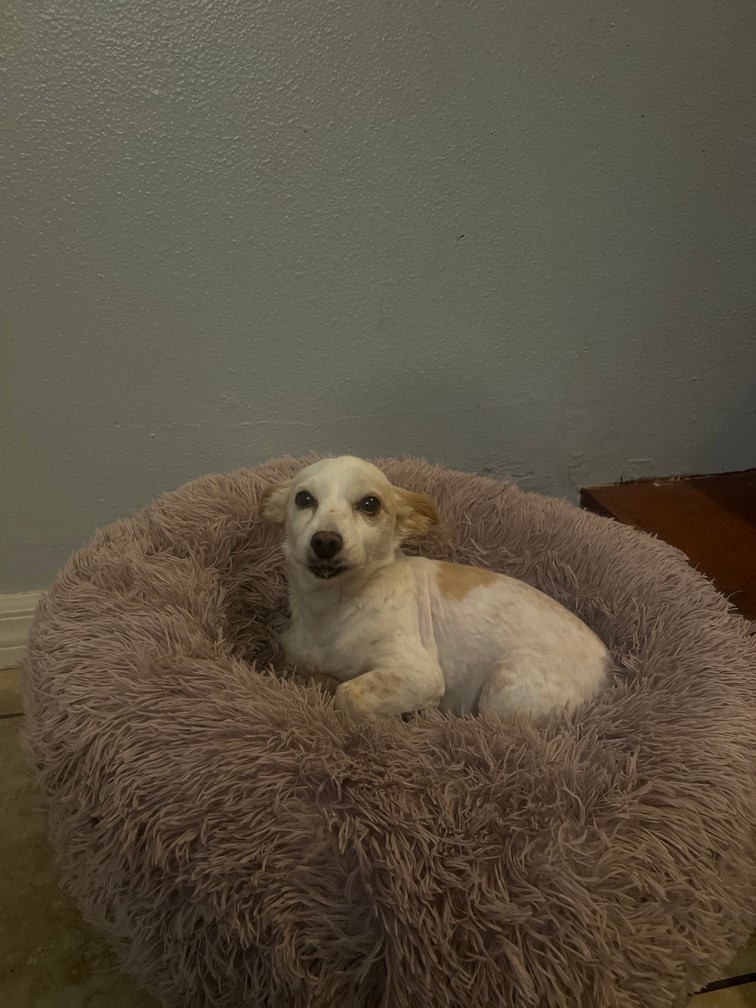 Pet Profile Image