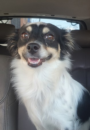 Pet Profile Image