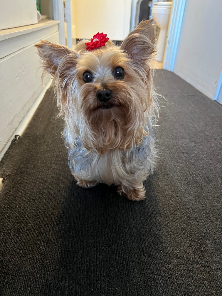 Pet Profile Image