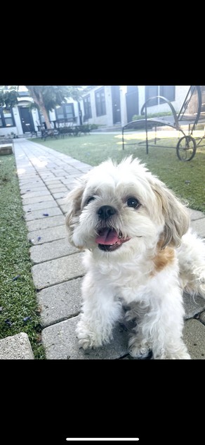 Pet Profile Image