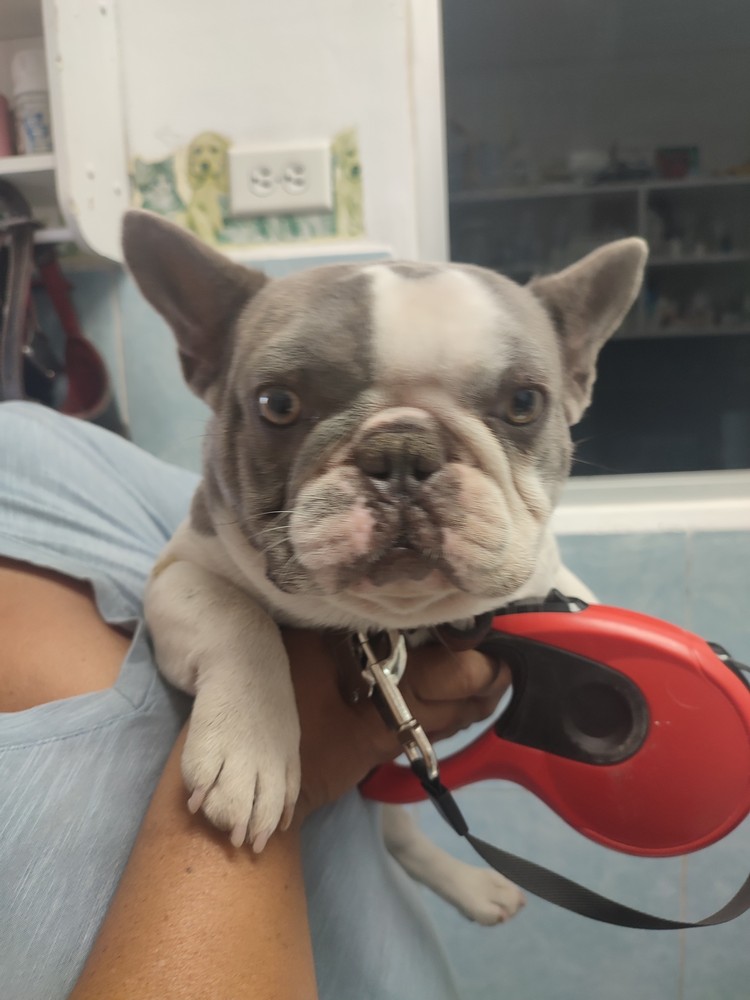 Pet Profile Image