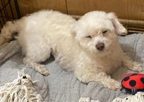 Pet Profile Image