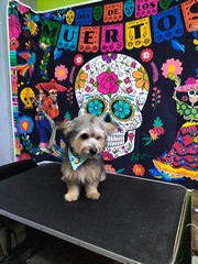 Pet Profile Image