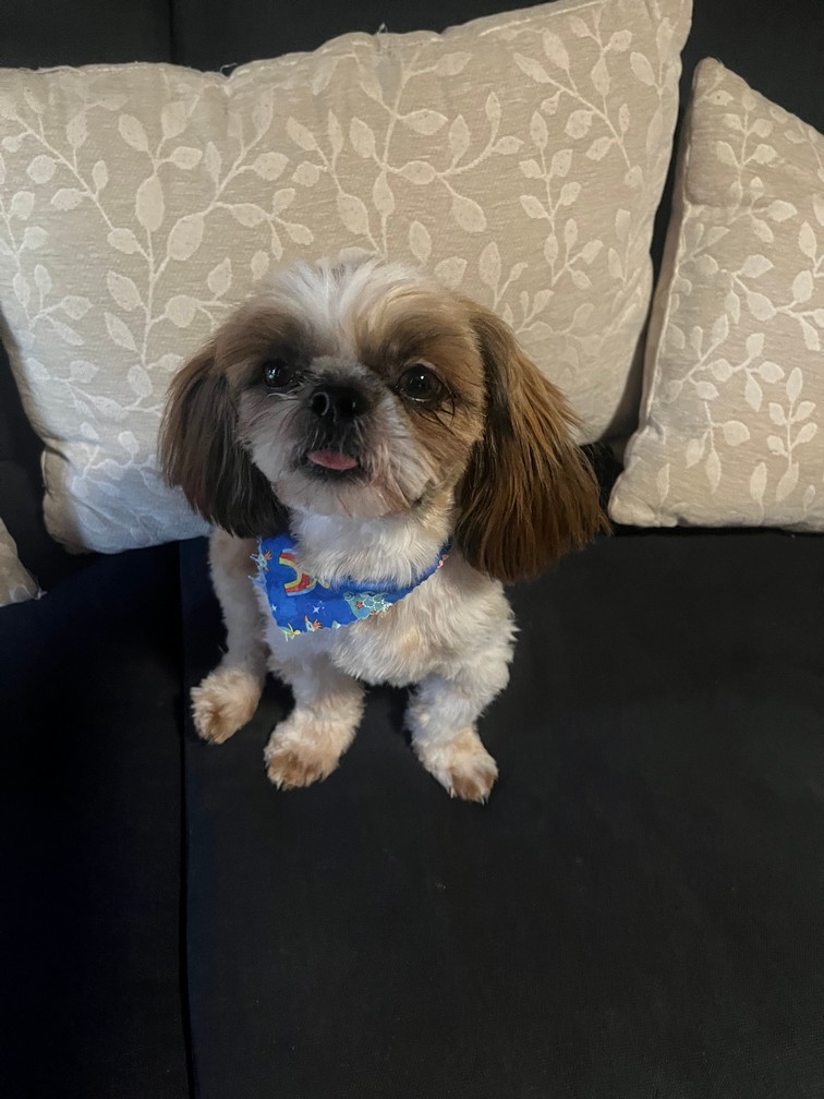 Pet Profile Image