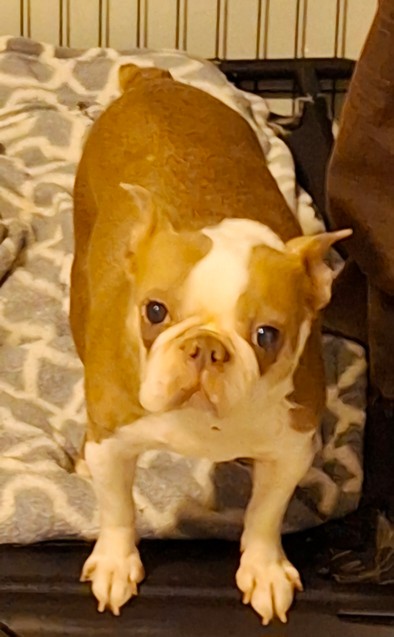 Pet Profile Image