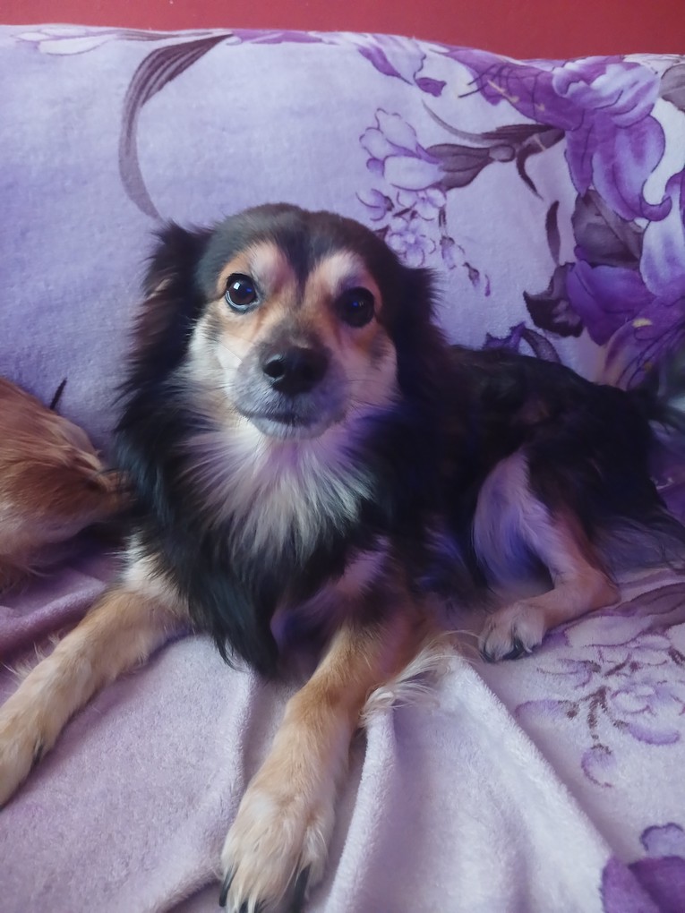 Pet Profile Image