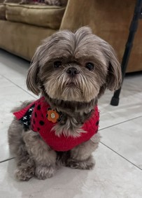 Pet Profile Image