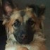 Pet Profile Image