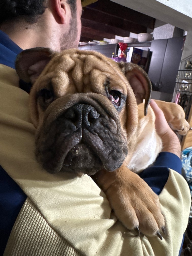 Pet Profile Image