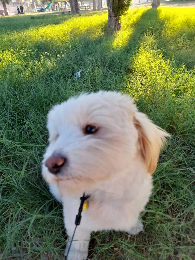 Pet Profile Image