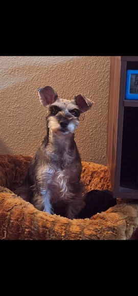 Pet Profile Image