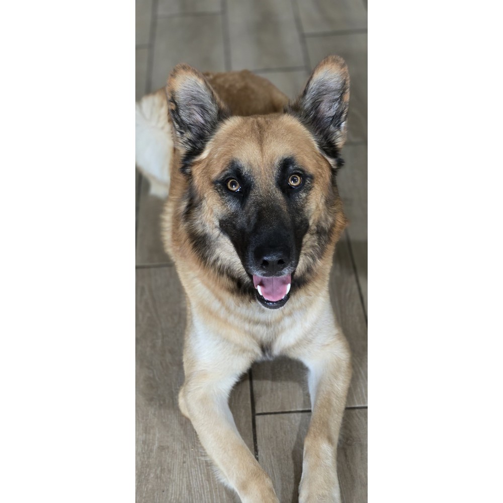 Pet Profile Image