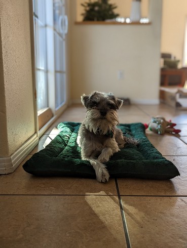 Pet Profile Image