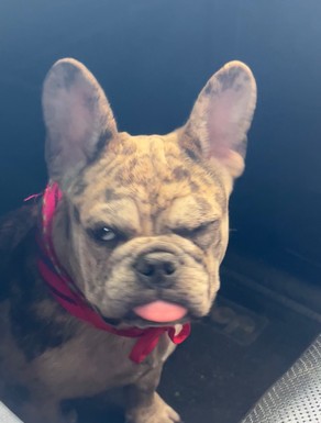 Pet Profile Image