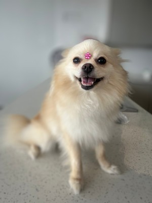 Pet Profile Image