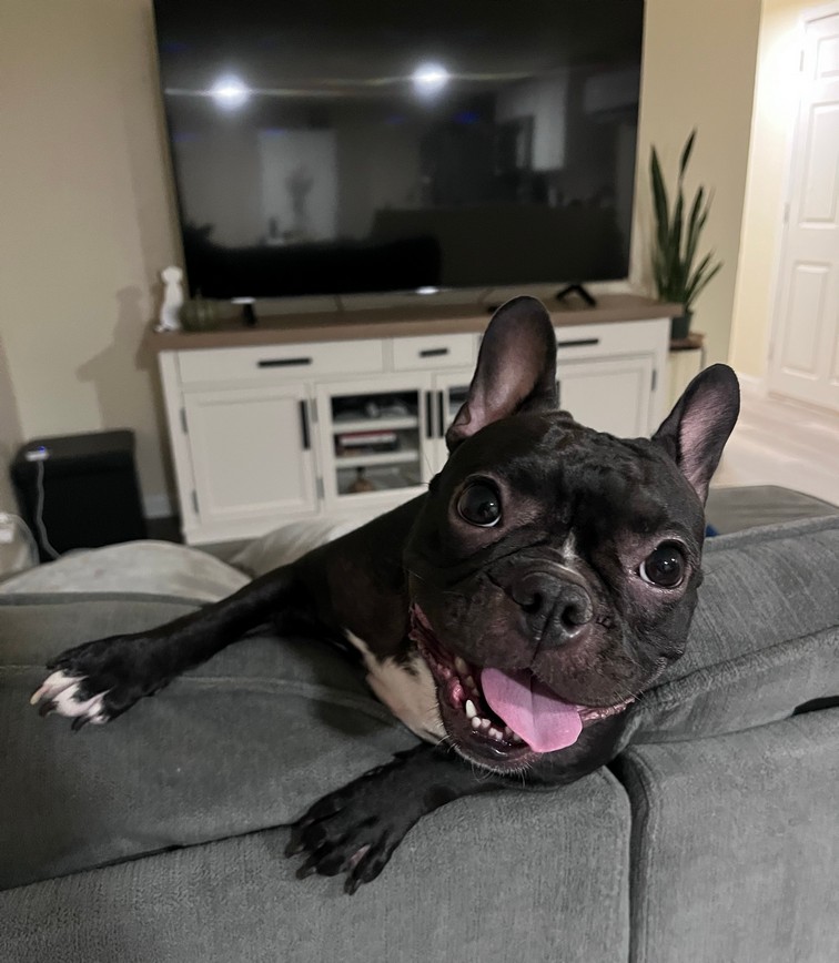 Pet Profile Image