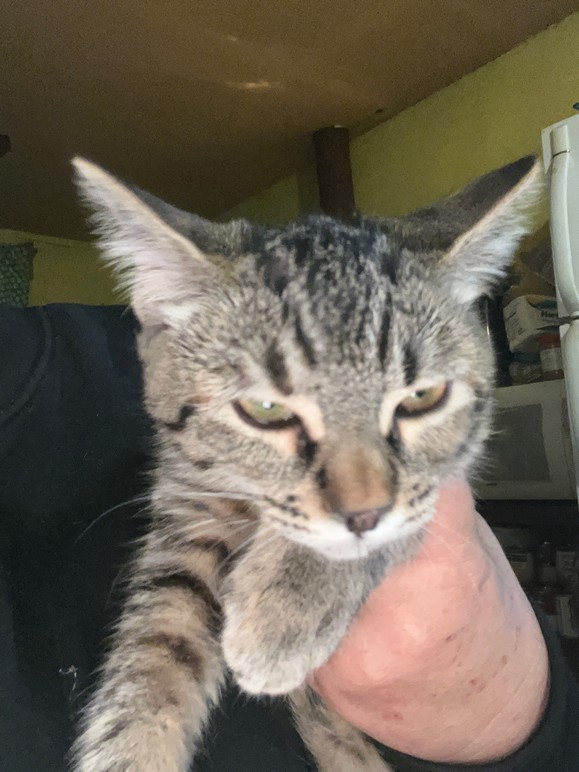 Pet Profile Image