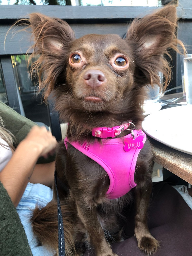 Pet Profile Image