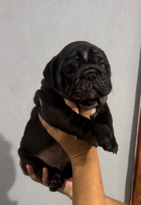 Pet Profile Image