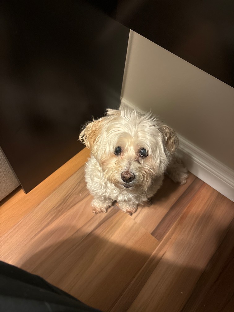 Pet Profile Image