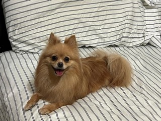 Pet Profile Image