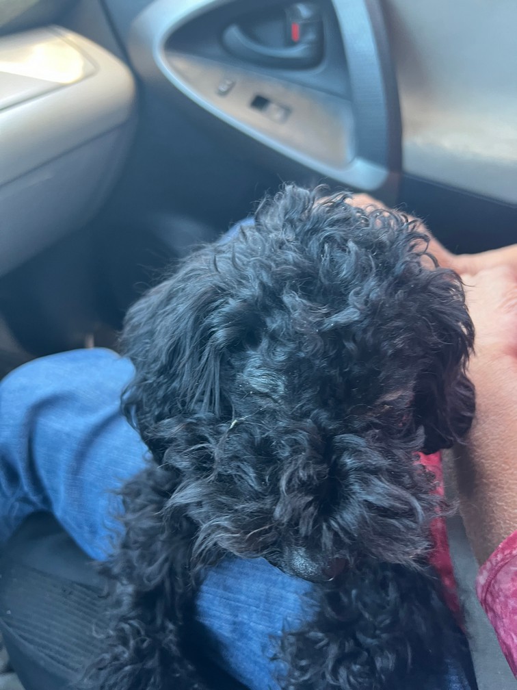 Pet Profile Image