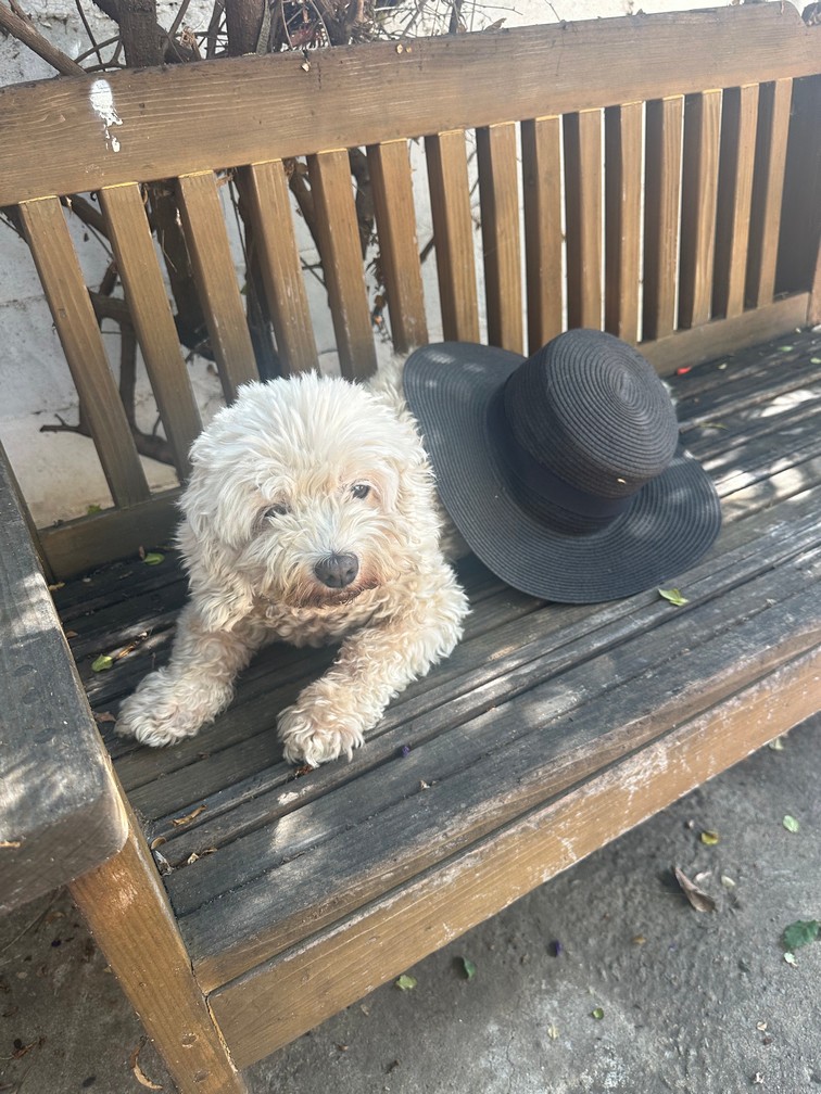Pet Profile Image