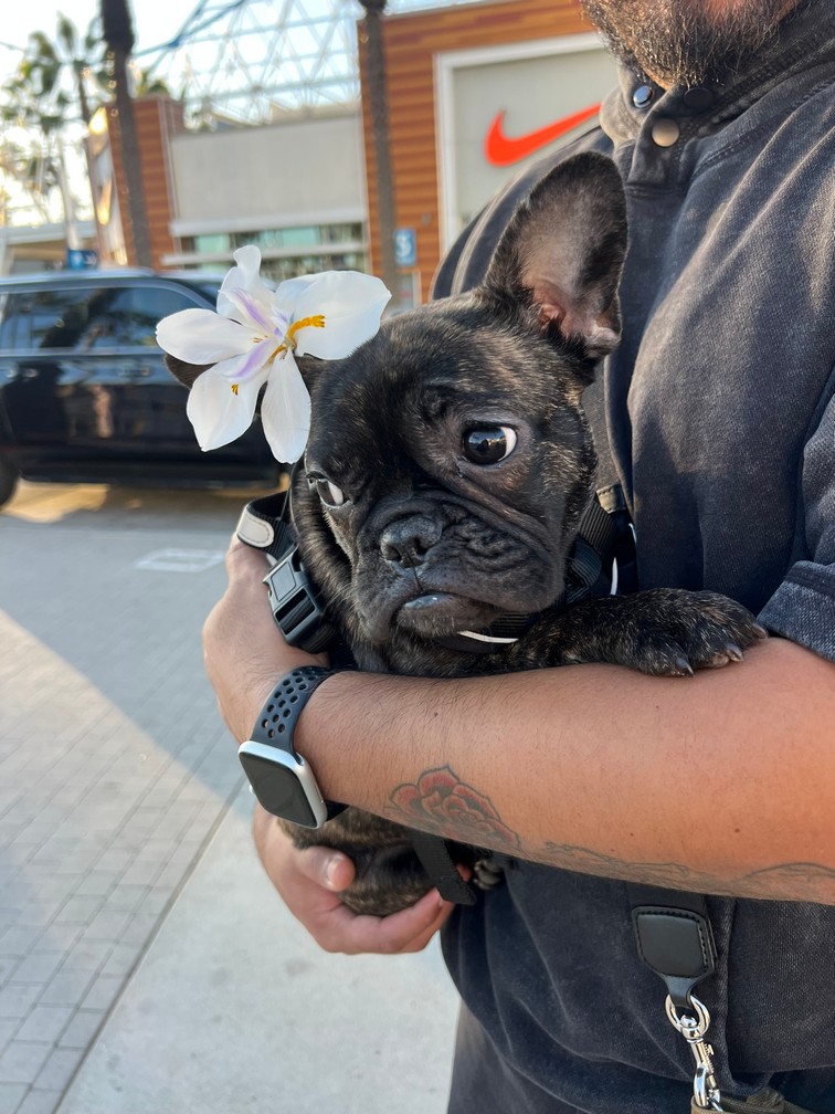 Pet Profile Image