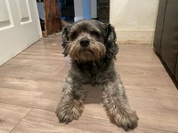 Pet Profile Image