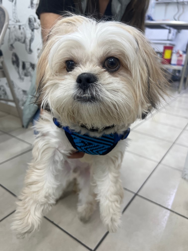 Pet Profile Image