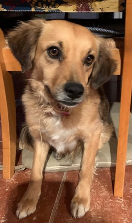 Pet Profile Image