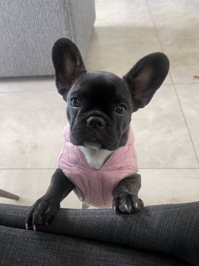 Pet Profile Image