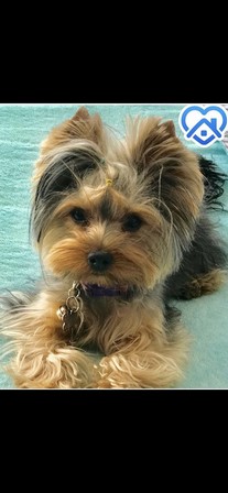 Pet Profile Image