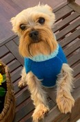 Pet Profile Image