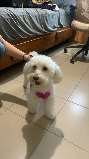 Pet Profile Image