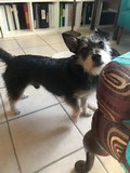 Pet Profile Image