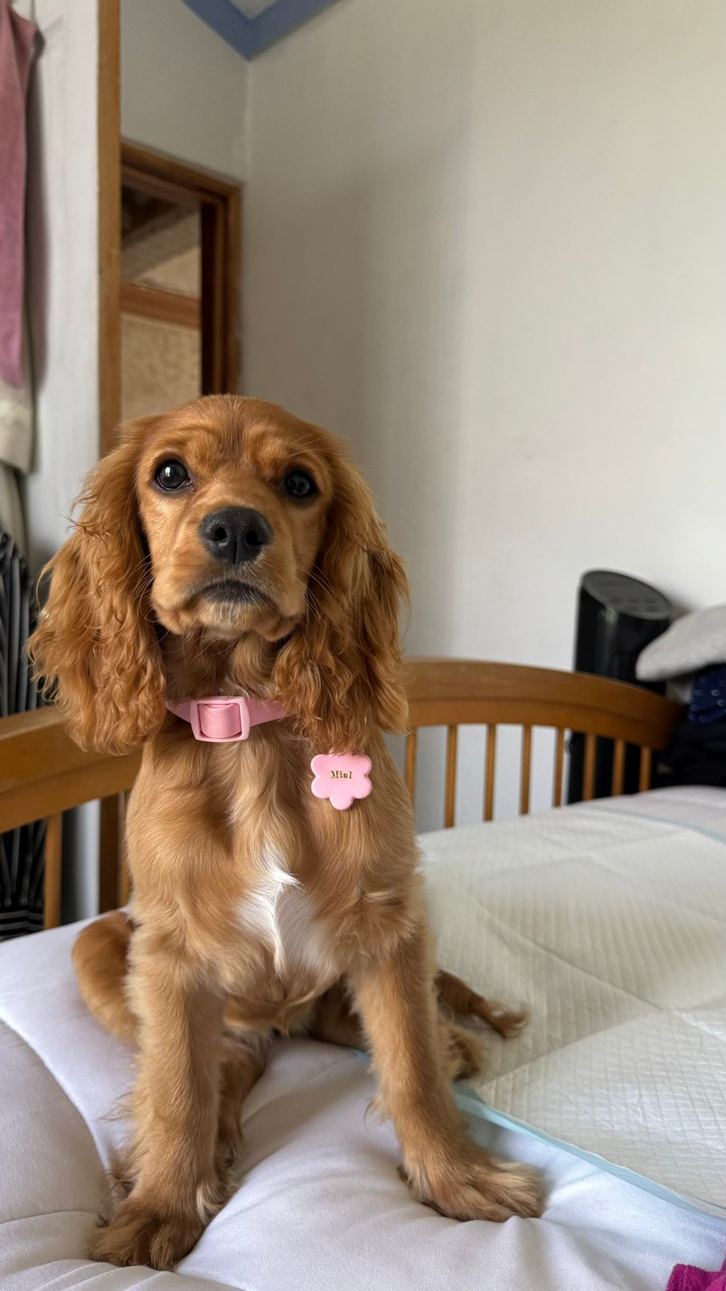 Pet Profile Image