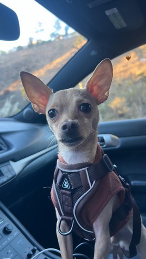 Pet Profile Image