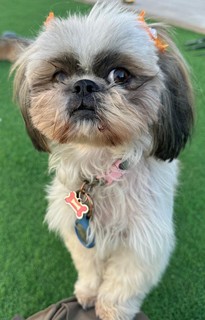 Pet Profile Image