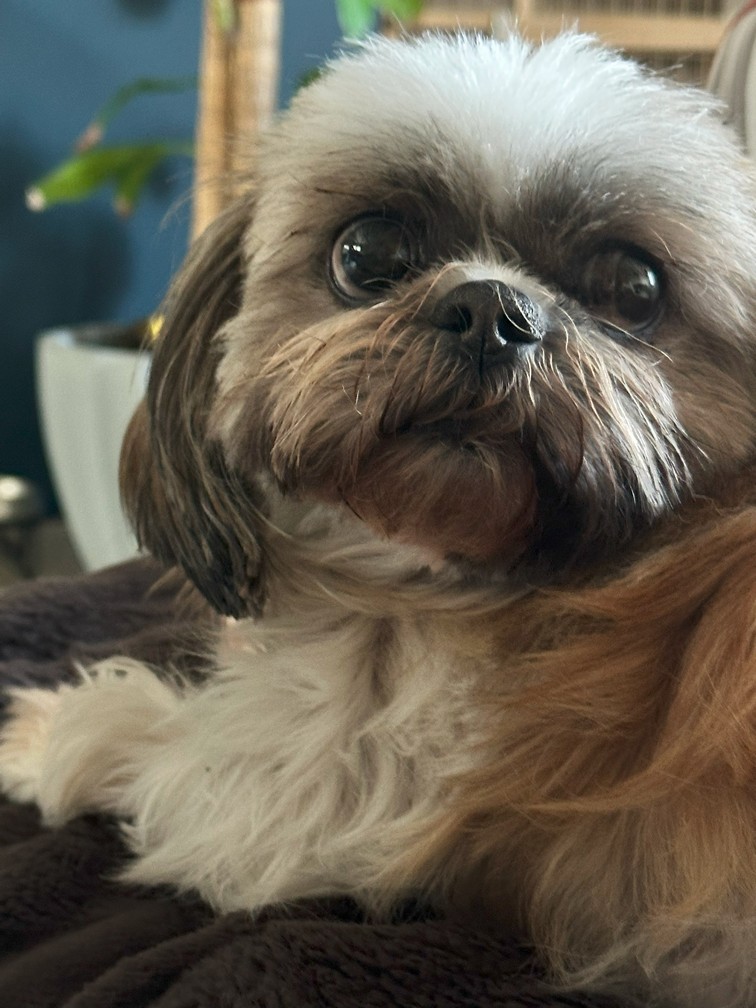 Pet Profile Image