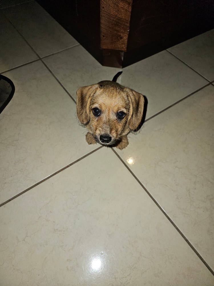 Pet Profile Image