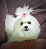 Pet Profile Image